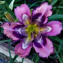 Spacecoast time After Time Daylily